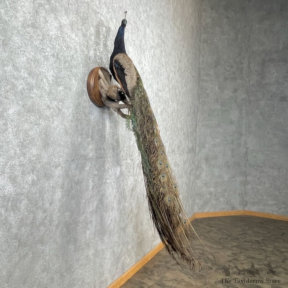 Blue Indian Peacock Bird Mount For Sale #26920 @ The Taxidermy Store