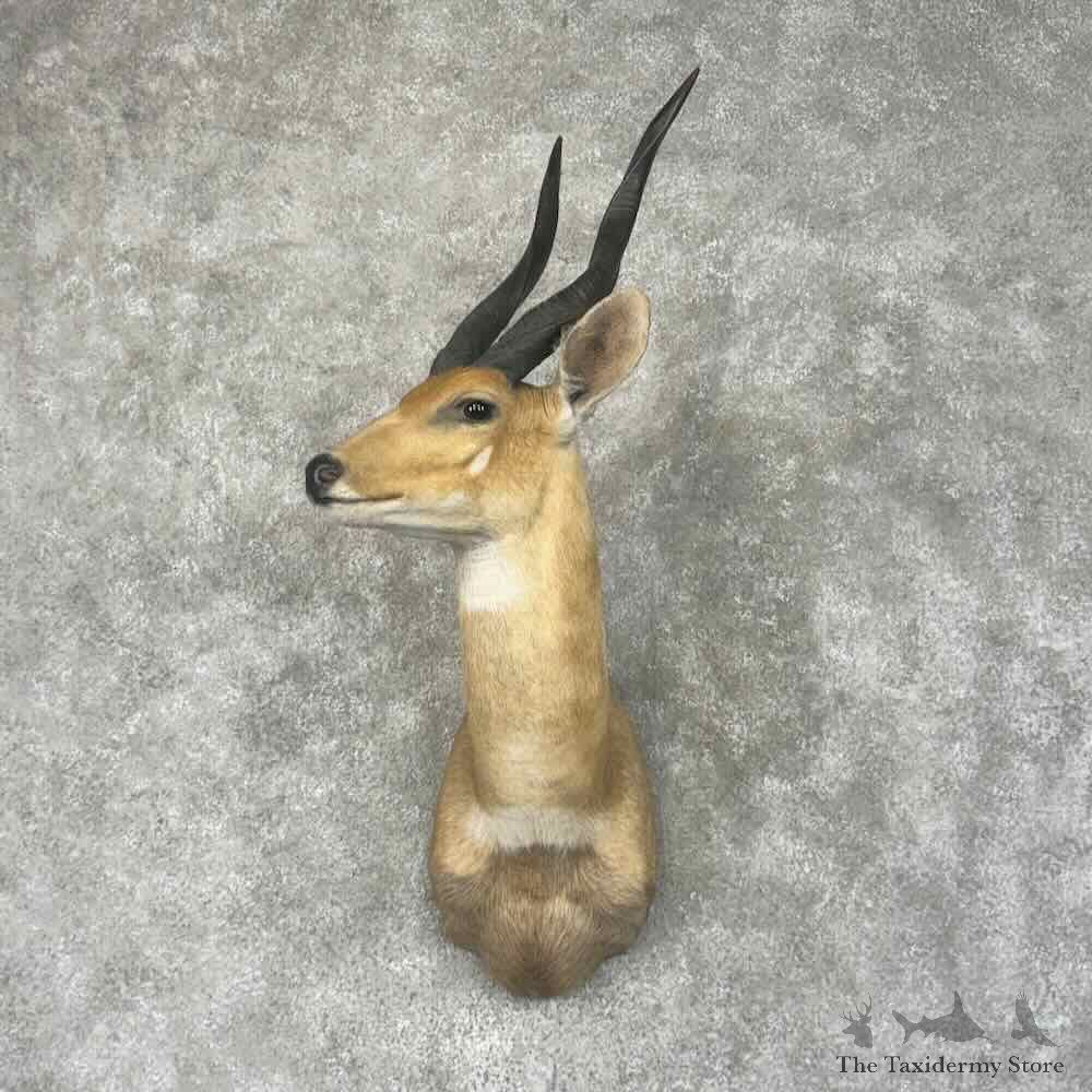 Cape Bushbuck Shoulder Mount For Sale #31966 @ The Taxidermy Store