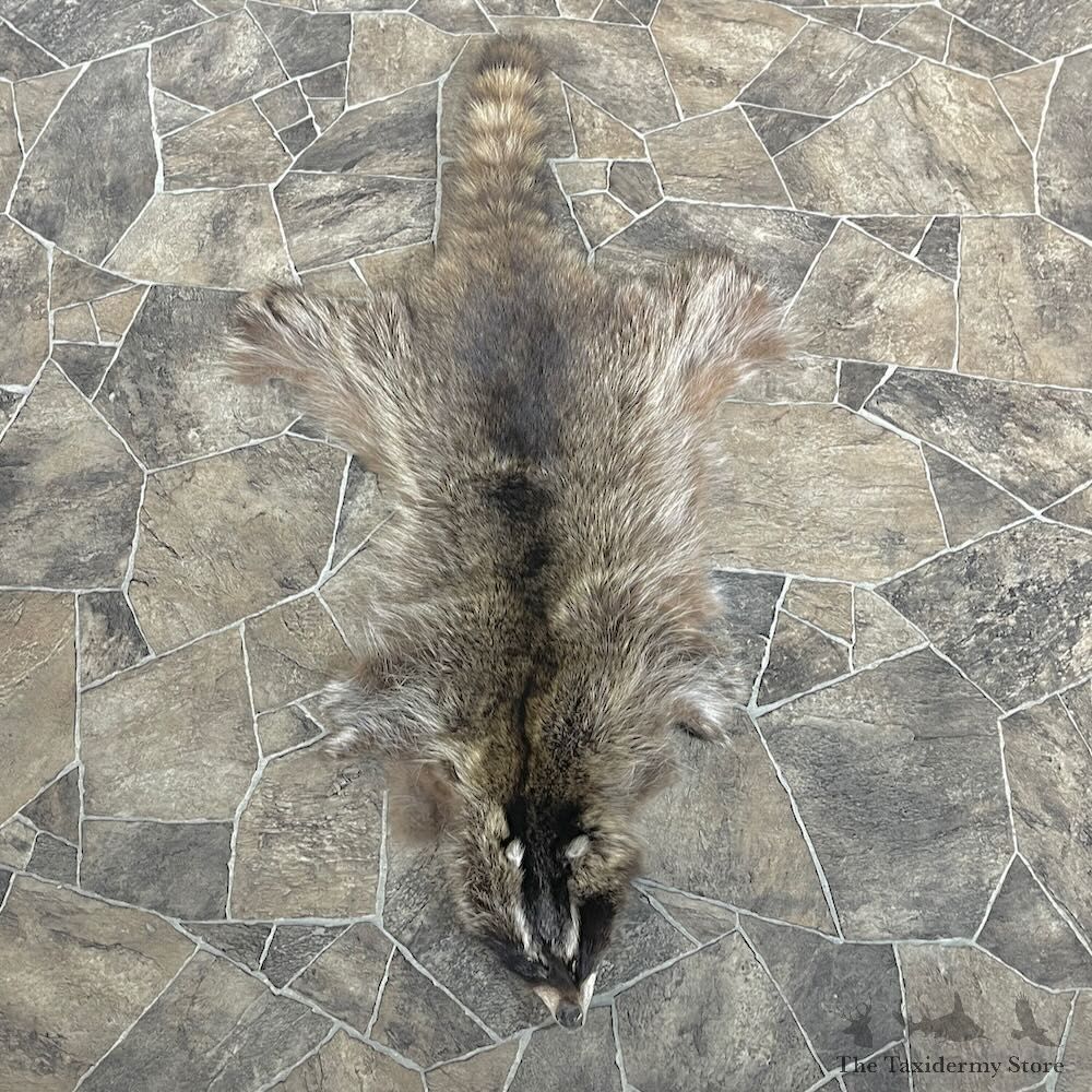 Raccoon Tanned Hide For Sale #27905 @ The Taxidermy Store