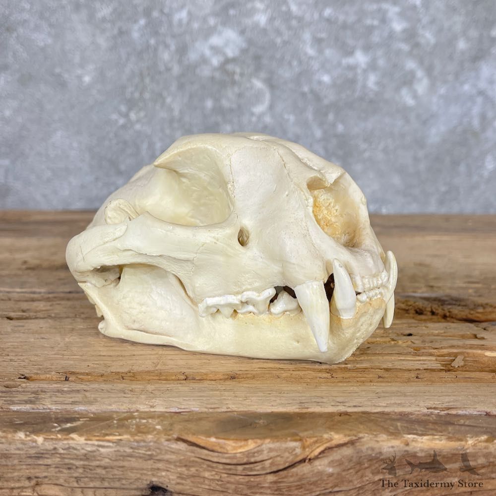 Mountain Lion Cougar Full Skull For Sale #26560 @ The Taxidermy Store