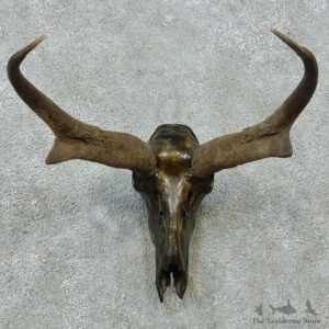 Pronghorn Skull & Horns European Mount #13583 For Sale @ The Taxidermy Store