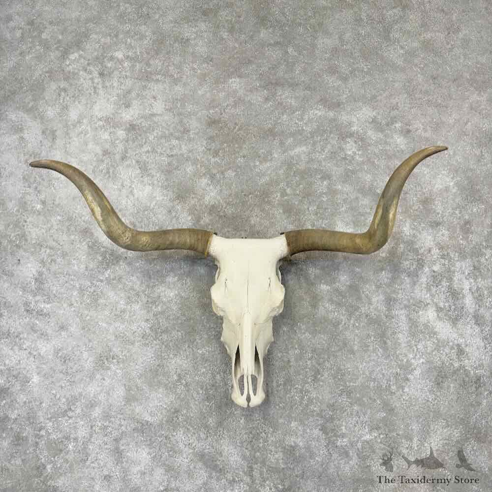 Longhorn Steer Skull European Mount For Sale #30435 @ The Taxidermy Store