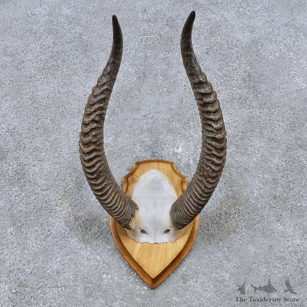 Gerenuk Horn Plaque Mount For Sale #14523 @ The Taxidermy Store