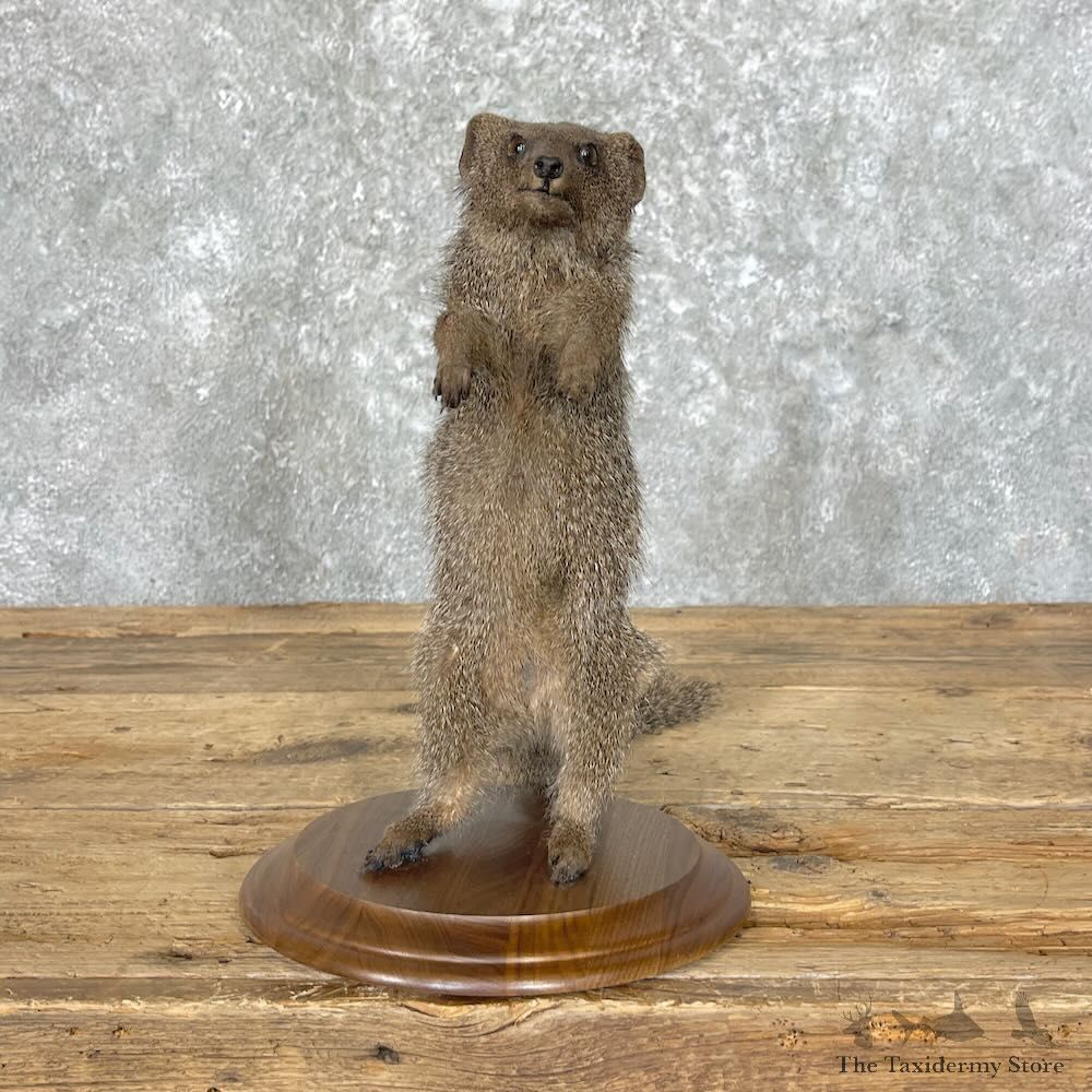 Common Dwarf Mongoose Life-Size Mount For Sale #27761 @ The Taxidermy Store