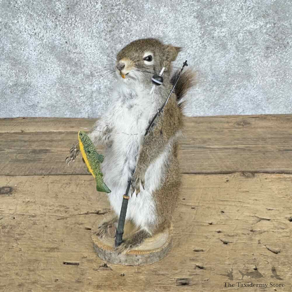 Fishing Red Pine Squirrel Novelty Mount For Sale #32266 @ The Taxidermy Store