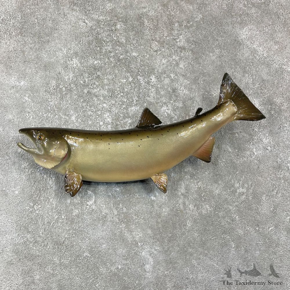 Coho Salmon Fish Mount For Sale #26133 @ The Taxidermy Store