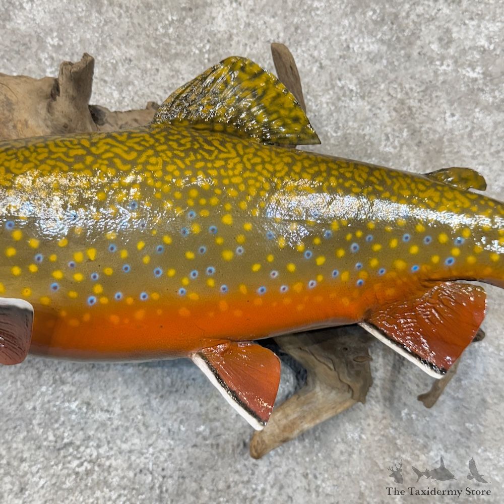 Brook Trout Fish Mount For Sale #29877 @ The Taxidermy Store