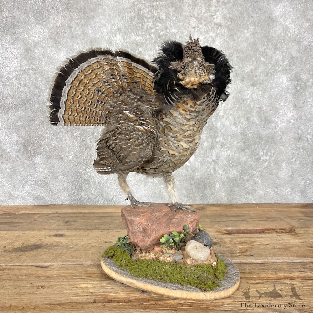 Ruffed Grouse Bird Mount For Sale #25967 @ The Taxidermy Store
