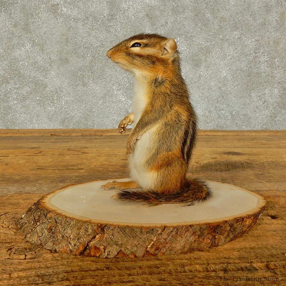 Chipmunk Life-Size Mount For Sale #16326 @ The Taxidermy Store