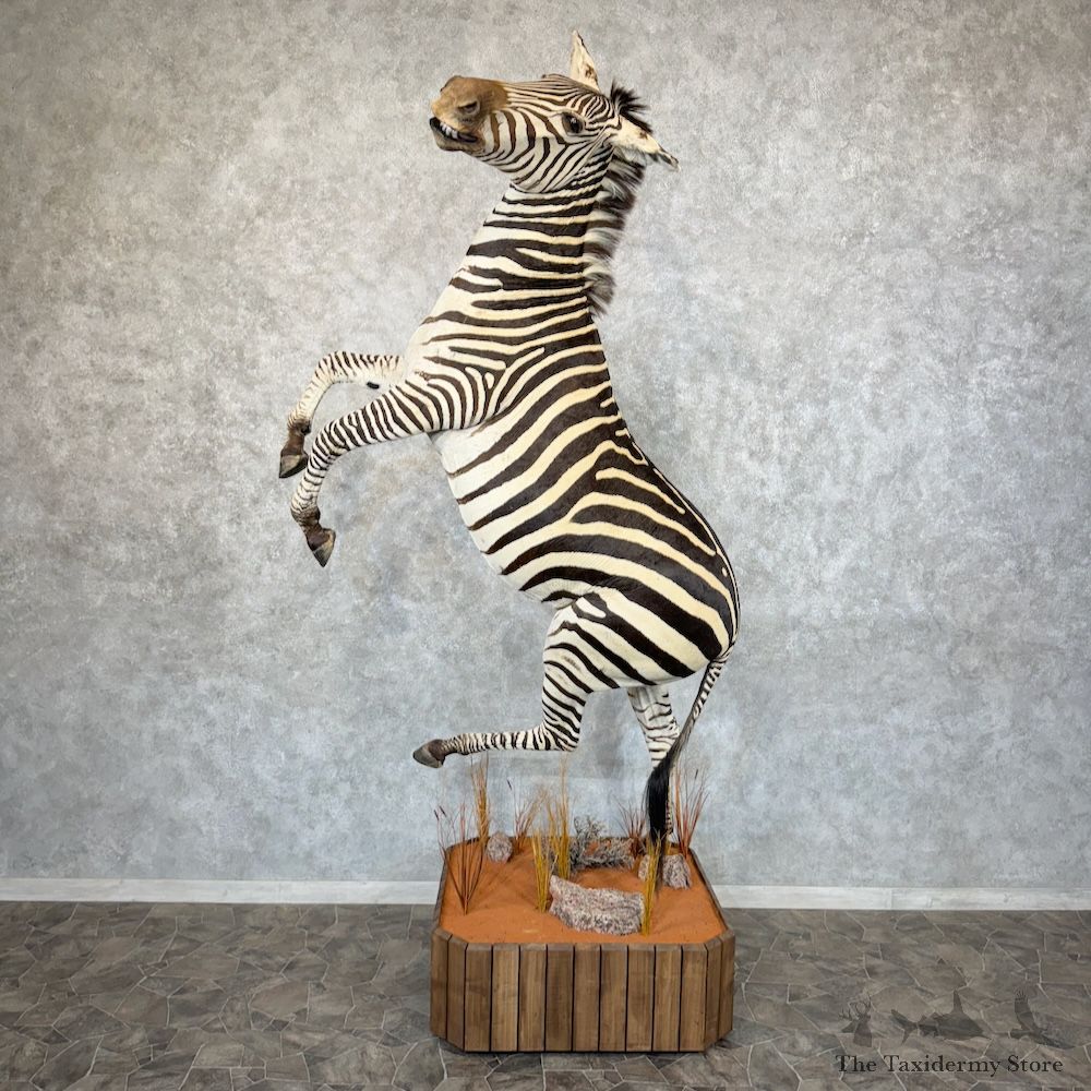African Zebra Life-Size Mount For Sale #29687 @ The Taxidermy Store