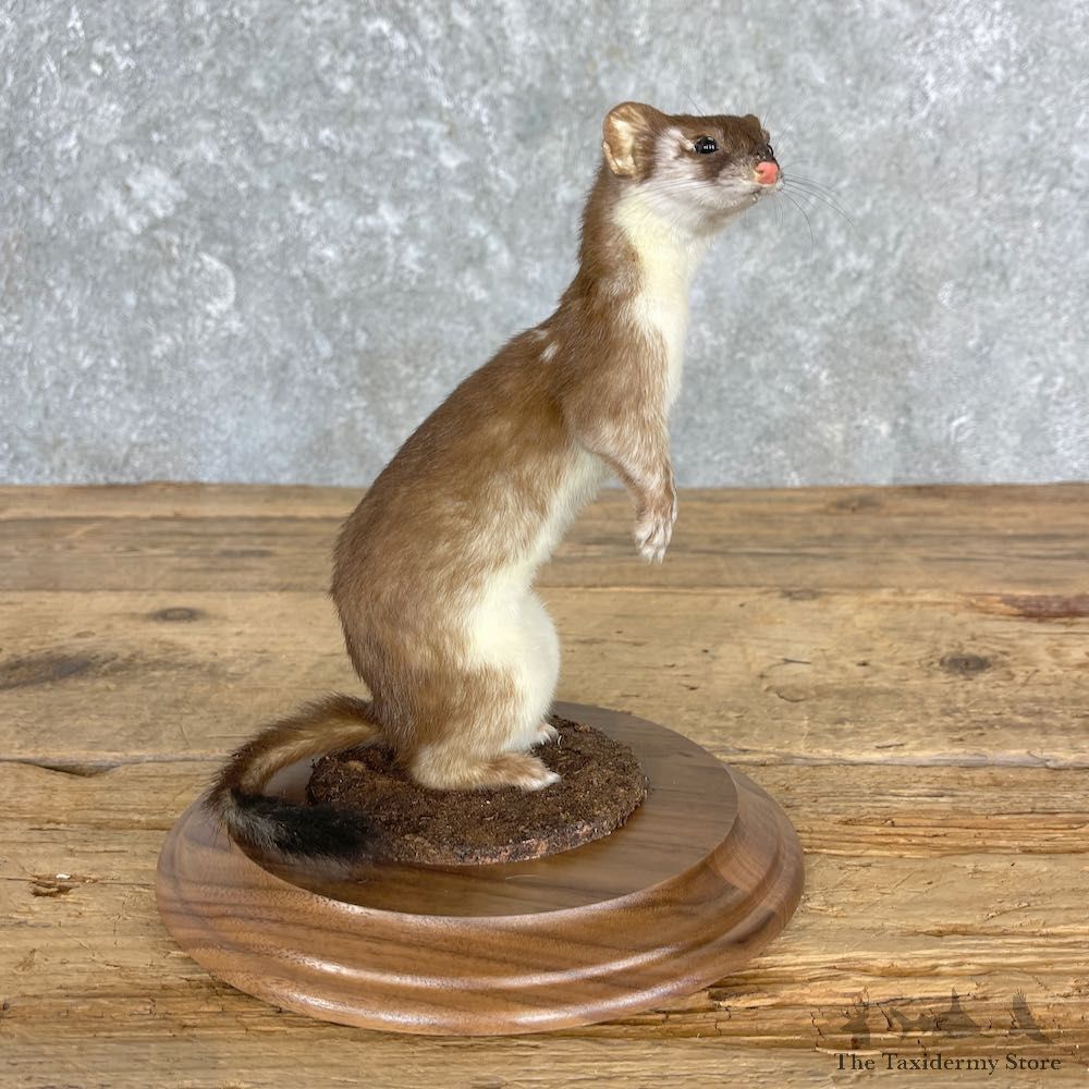 Weasel Life-Size Mount For Sale #27214 @ The Taxidermy Store