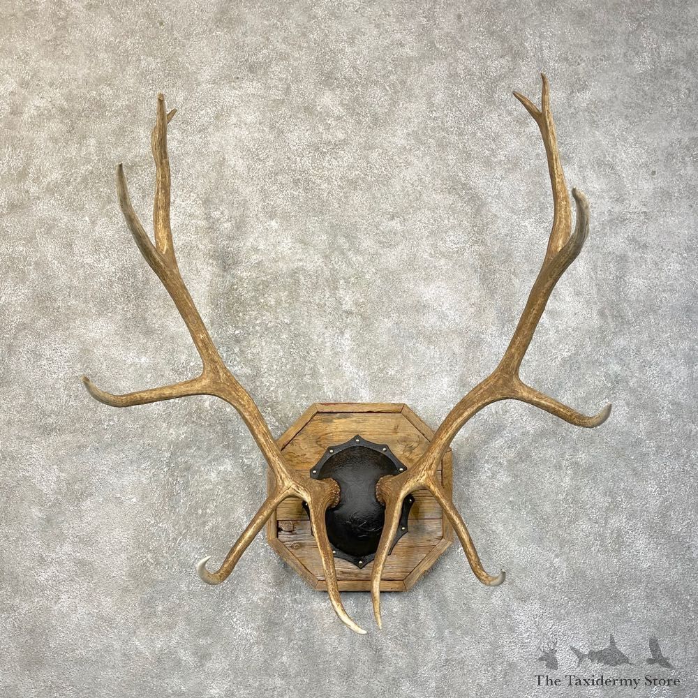 Rocky Mountain Elk Plaque Mount For Sale #24606 @ The Taxidermy Store