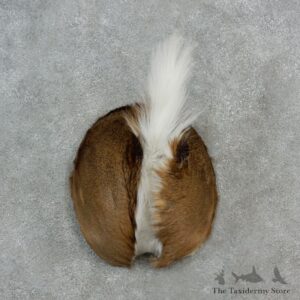 Whitetail Deer Rump Mount For Sale #17149 @ The Taxidermy Store