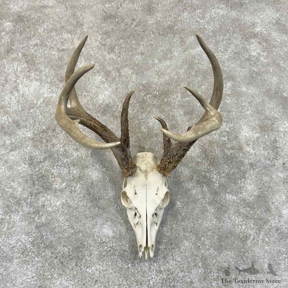 Whitetail Deer Skull European Mount For Sale #30914 @ The Taxidermy Store