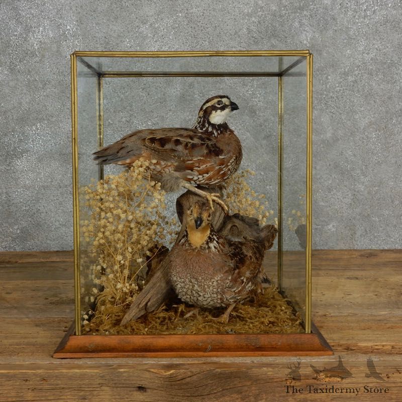 Bobwhite Quail Bird Mount For Sale #17125 @ The Taxidermy Store