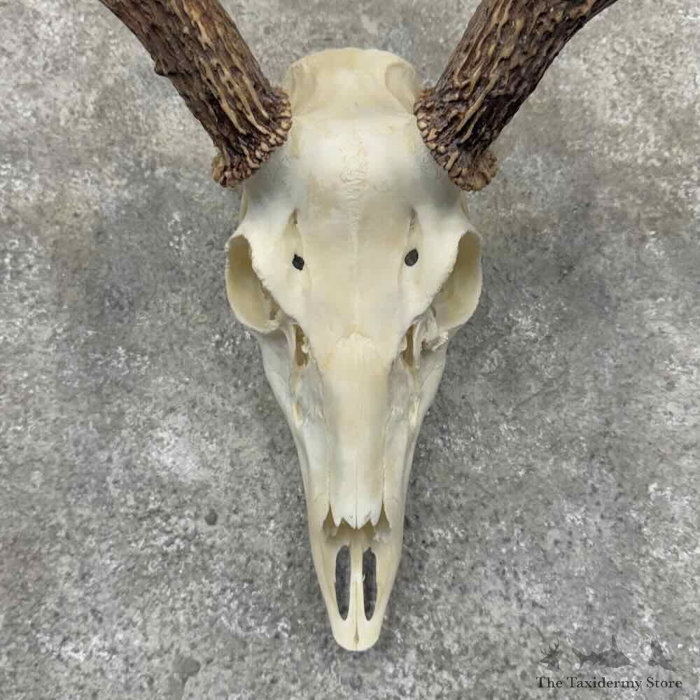 Whitetail Deer Skull European Mount For Sale #32158 @ The Taxidermy Store