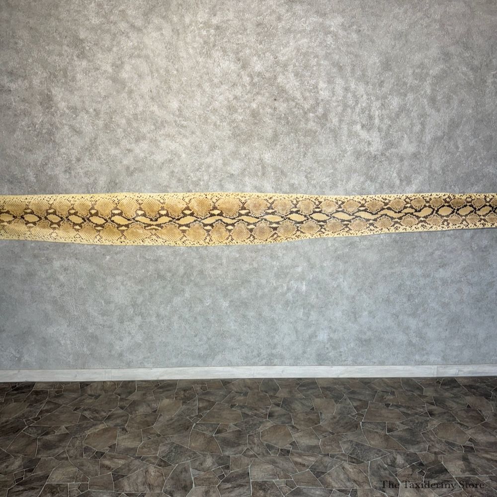 Reticulated Python Snake Skin For Sale #29777 @ The Taxidermy Store