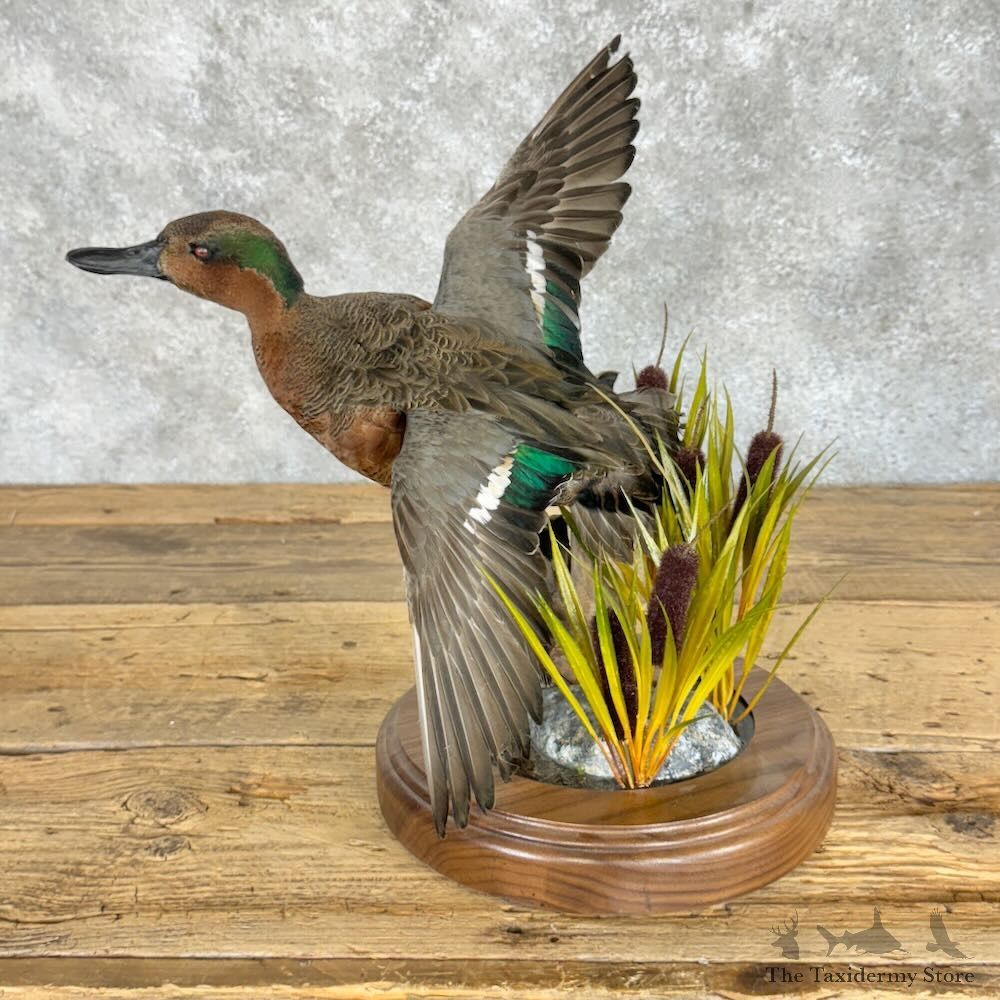 Green-winged x Cinnamon Teal Cross Duck Mount For Sale #28945 @ The Taxidermy Store