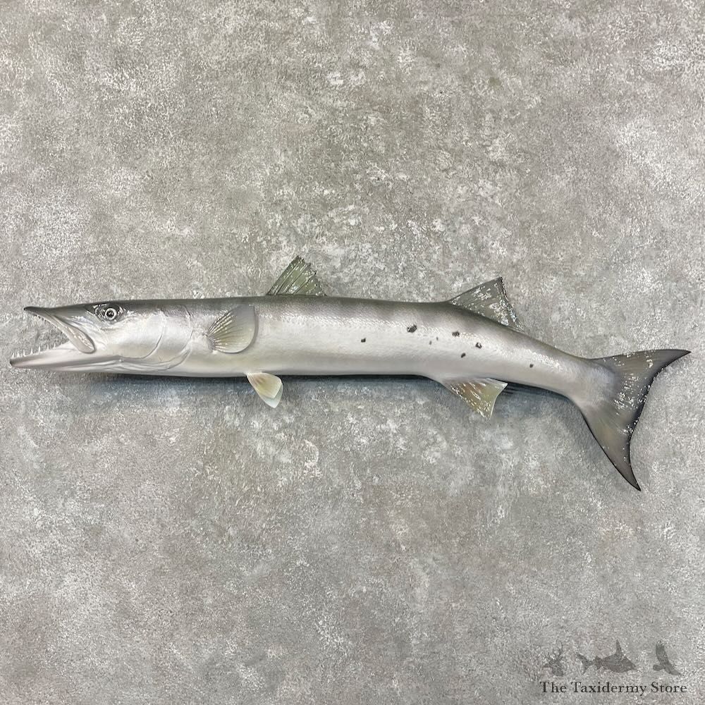 Replica Barracuda Fish Mount For Sale #27704 @ The Taxidermy Store