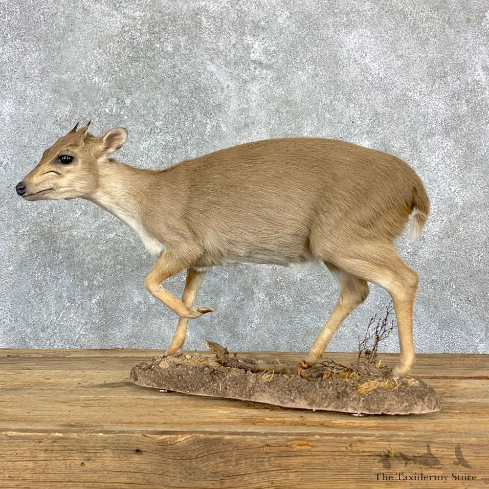 Blue Duiker Life-Size Mount For Sale #23181 @ The Taxidermy Store