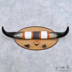 Steer Bull Horn Taxidermy Mount For Sale #14117 @ The Taxidermy Store