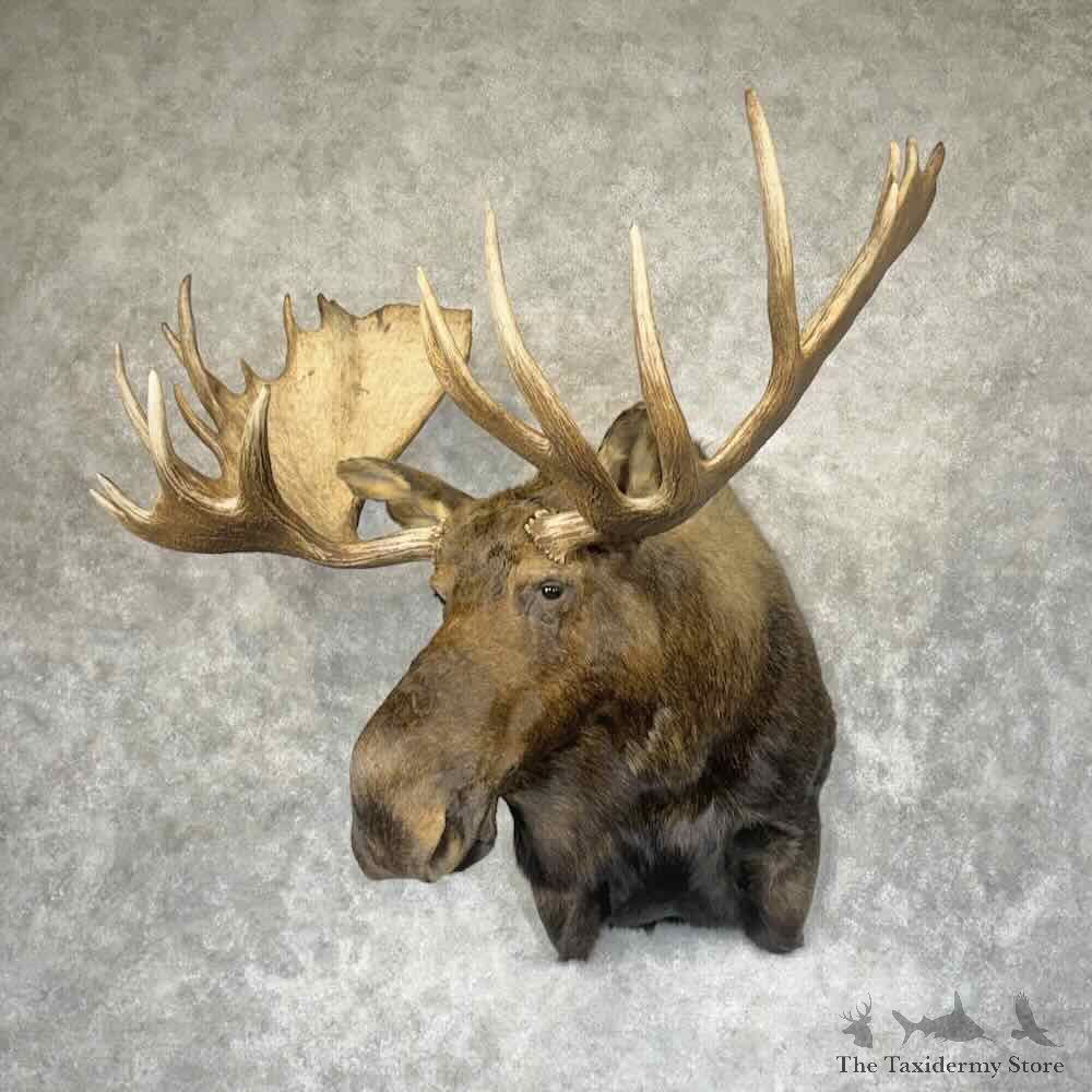 Alaskan Yukon Moose Shoulder Mount For Sale #31964 @ The Taxidermy Store