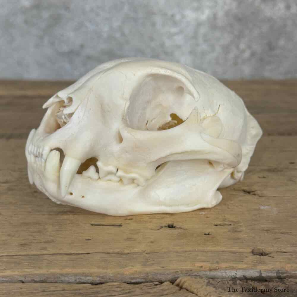Bobcat Full Skull For Sale #32140 @ The Taxidermy Store