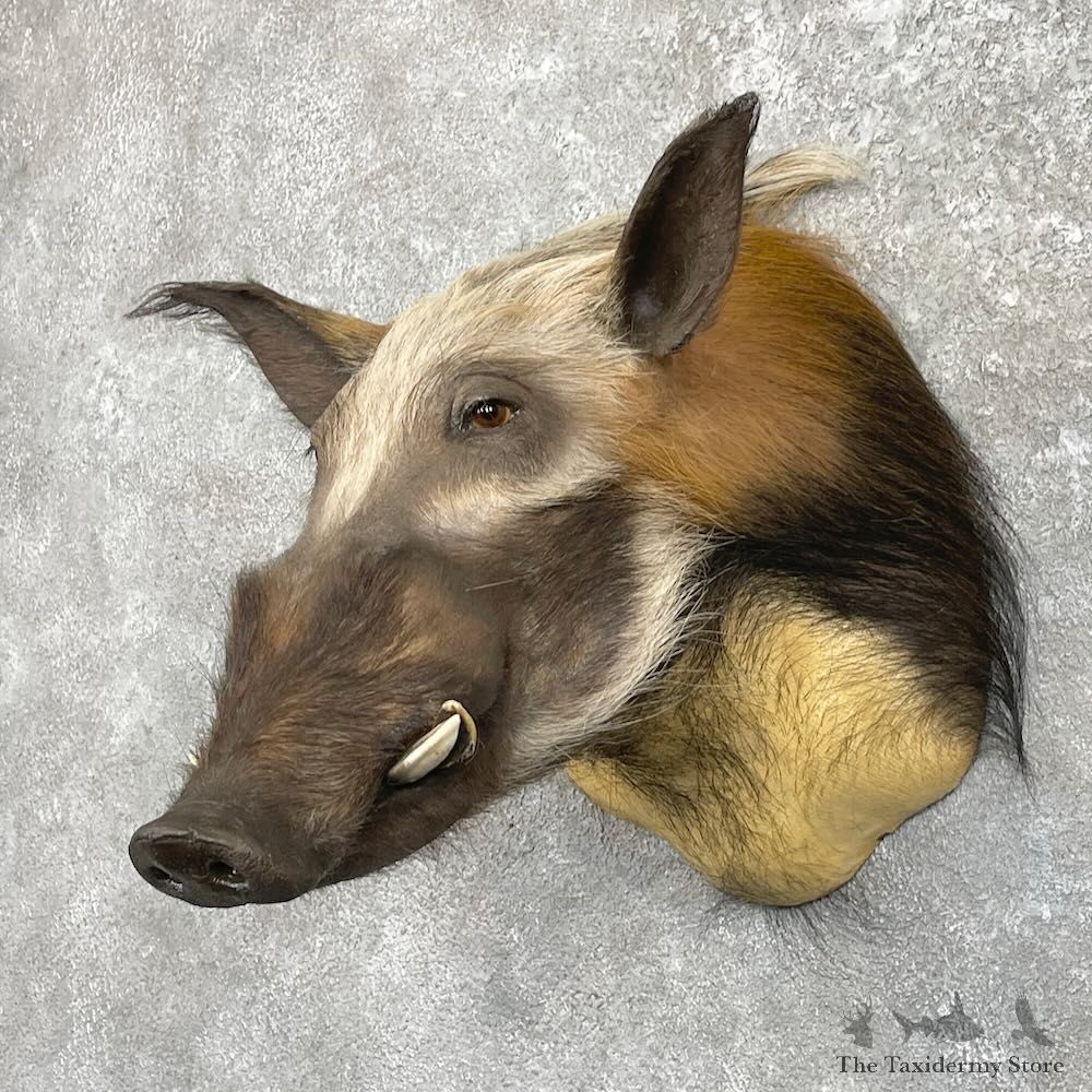 Red River Hog Shoulder Mount For Sale #27421 @ The Taxidermy Store