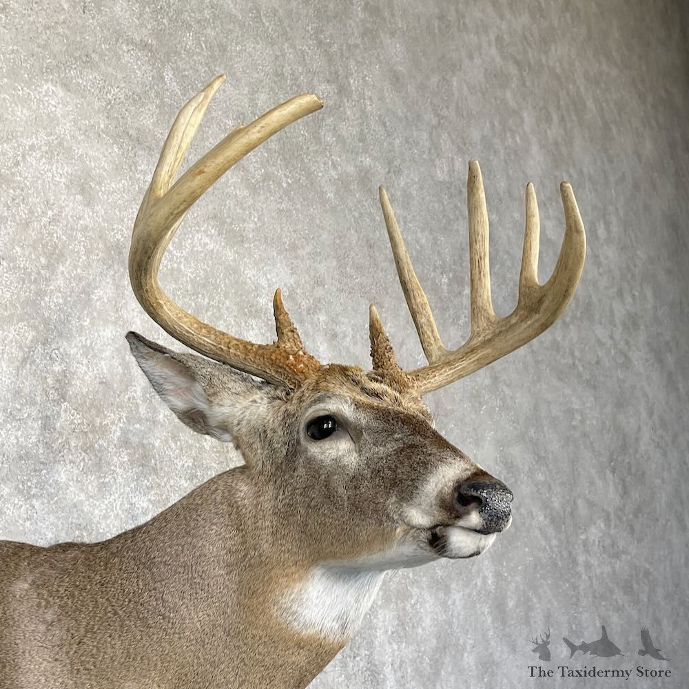 Whitetail Deer Shoulder Mount For Sale #28164 - The Taxidermy Store