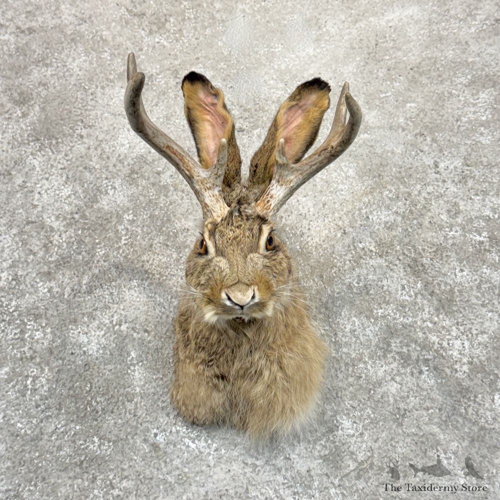 Jackalope Shoulder Mount For Sale #30136 @ The Taxidermy Store