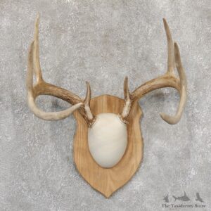 Whitetail Deer Antler Plaque Mount For Sale #18995 @ The Taxidermy Store
