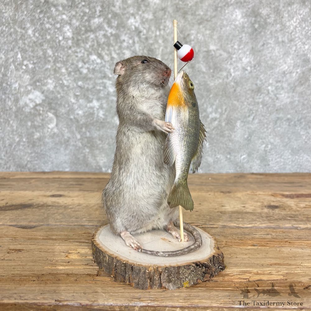 Fishing Rat Novelty Mount For Sale #26385 @ The Taxidermy Store