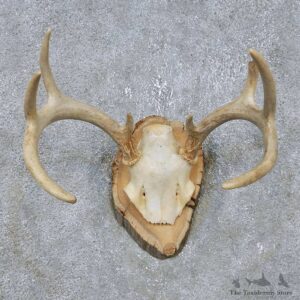 Whitetail Deer Antler Plaque Mount For Sale #14755 @ The Taxidermy Store
