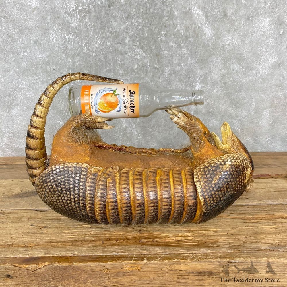 Armadillo Life-Size Mount For Sale #24406 @ The Taxidermy Store