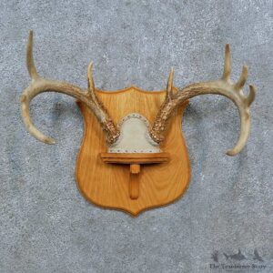 Whitetail Deer Antler Plaque Mount For Sale #15389 @ The Taxidermy Store