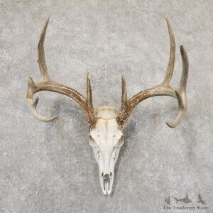 Whitetail Deer Skull European Mount For Sale #18943 @ The Taxidermy Store
