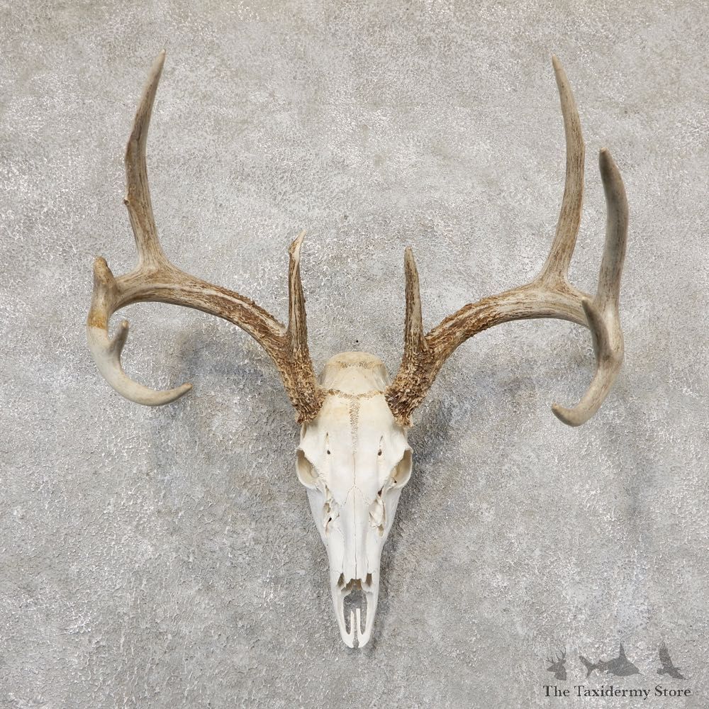 Whitetail Deer Skull European Mount For Sale #18943 @ The Taxidermy Store