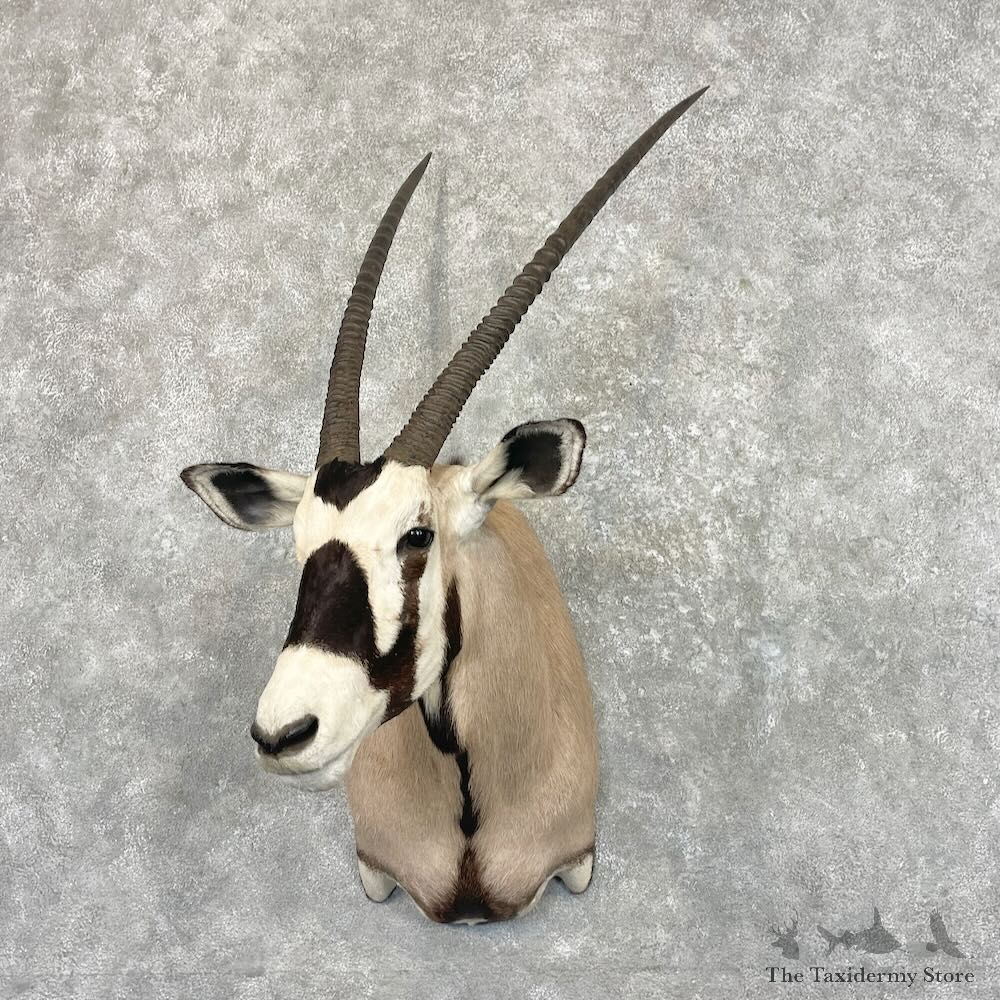 Kalahari Gemsbok Oryx Shoulder Mount For Sale #27641 @ The Taxidermy Store