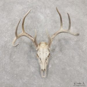 Whitetail Deer Skull European Mount For Sale #19243 @ The Taxidermy Store