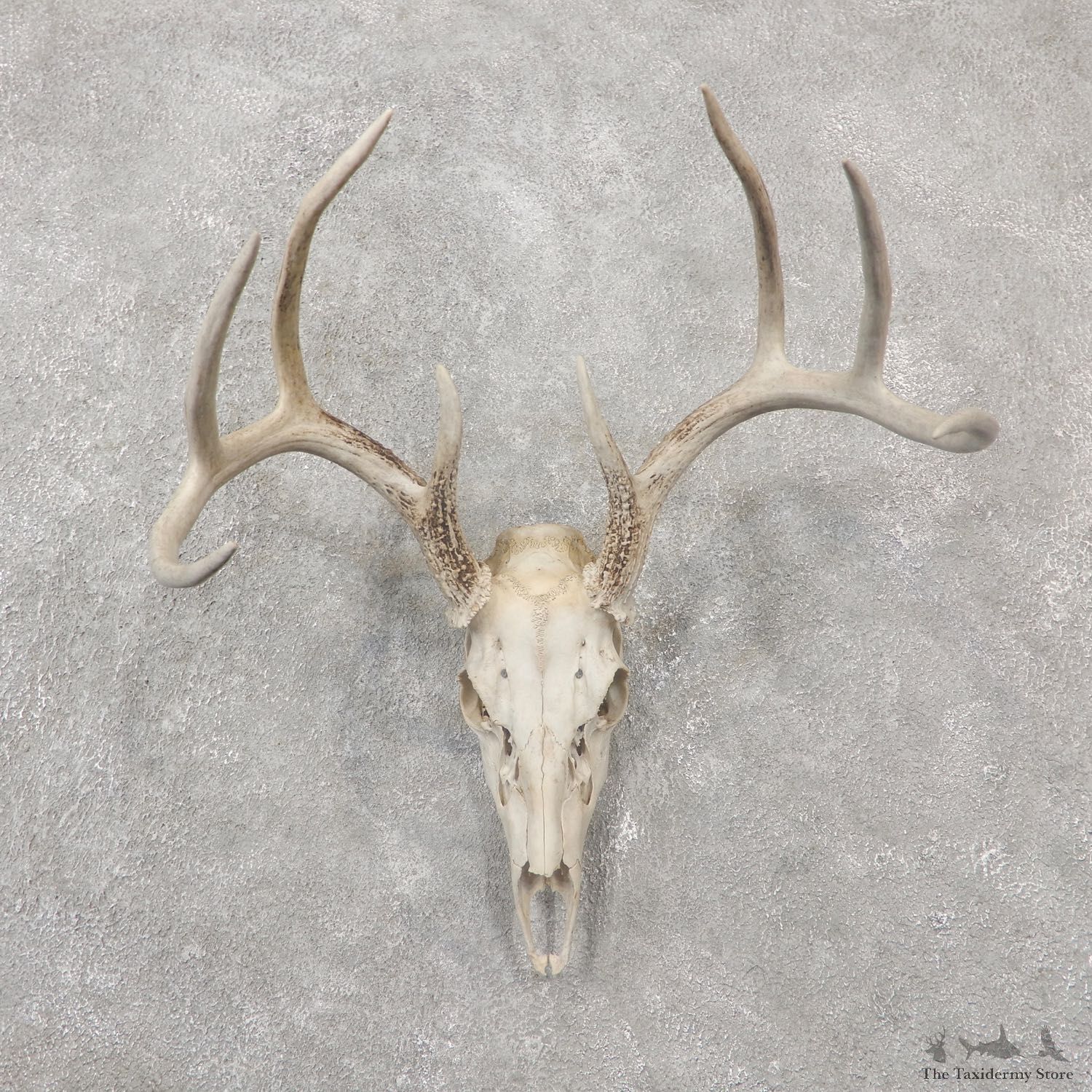 Whitetail Deer Skull European Mount For Sale #19243 @ The Taxidermy Store