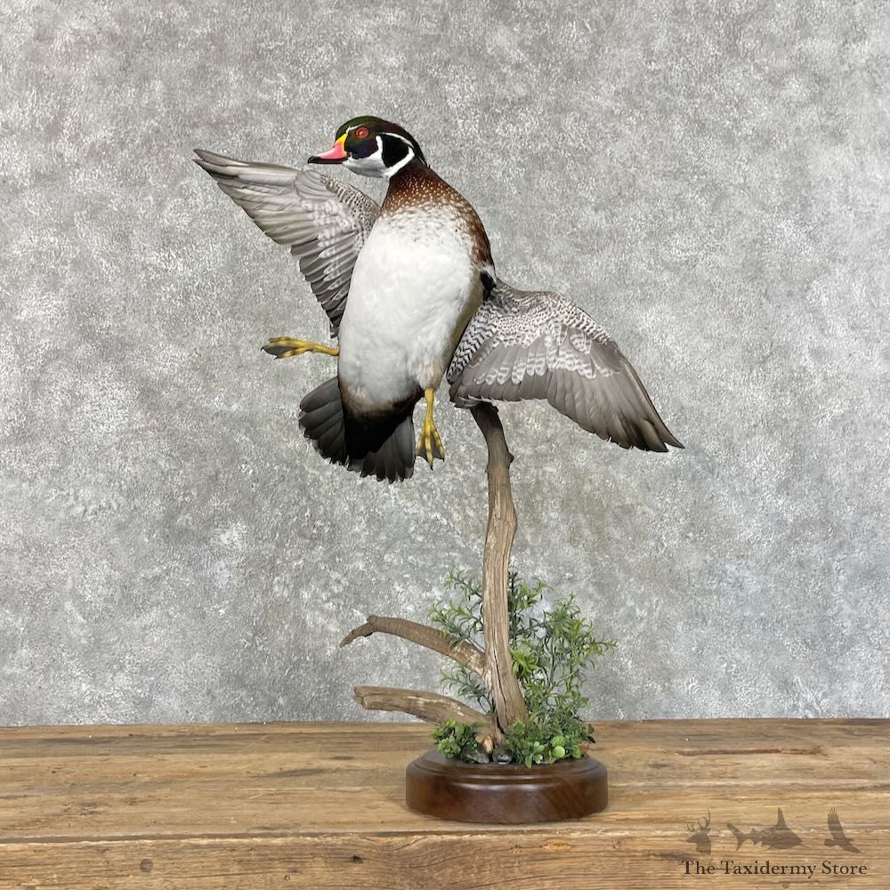 Wood Duck Bird Mount For Sale #27755 @ The Taxidermy Store