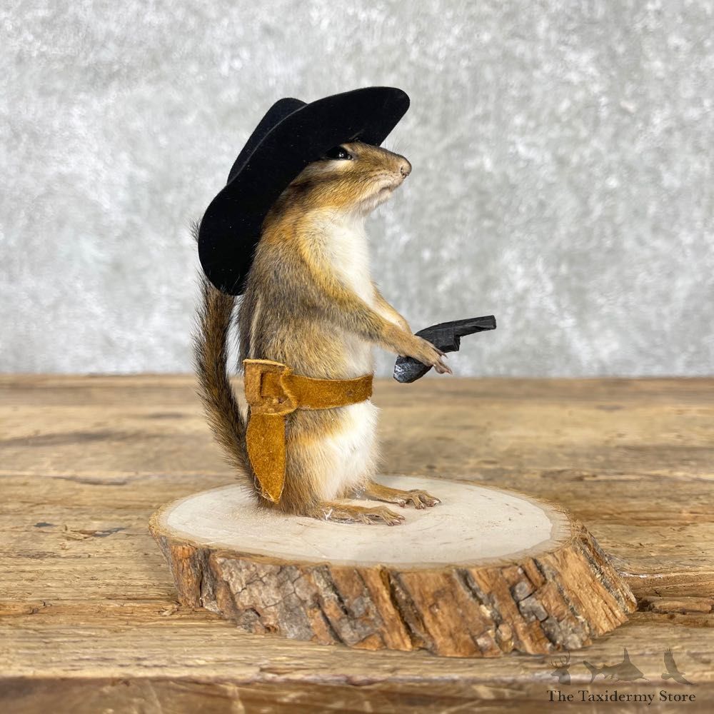 Cowboy Chipmunk Novelty Mount For Sale #24043 @ The Taxidermy Store