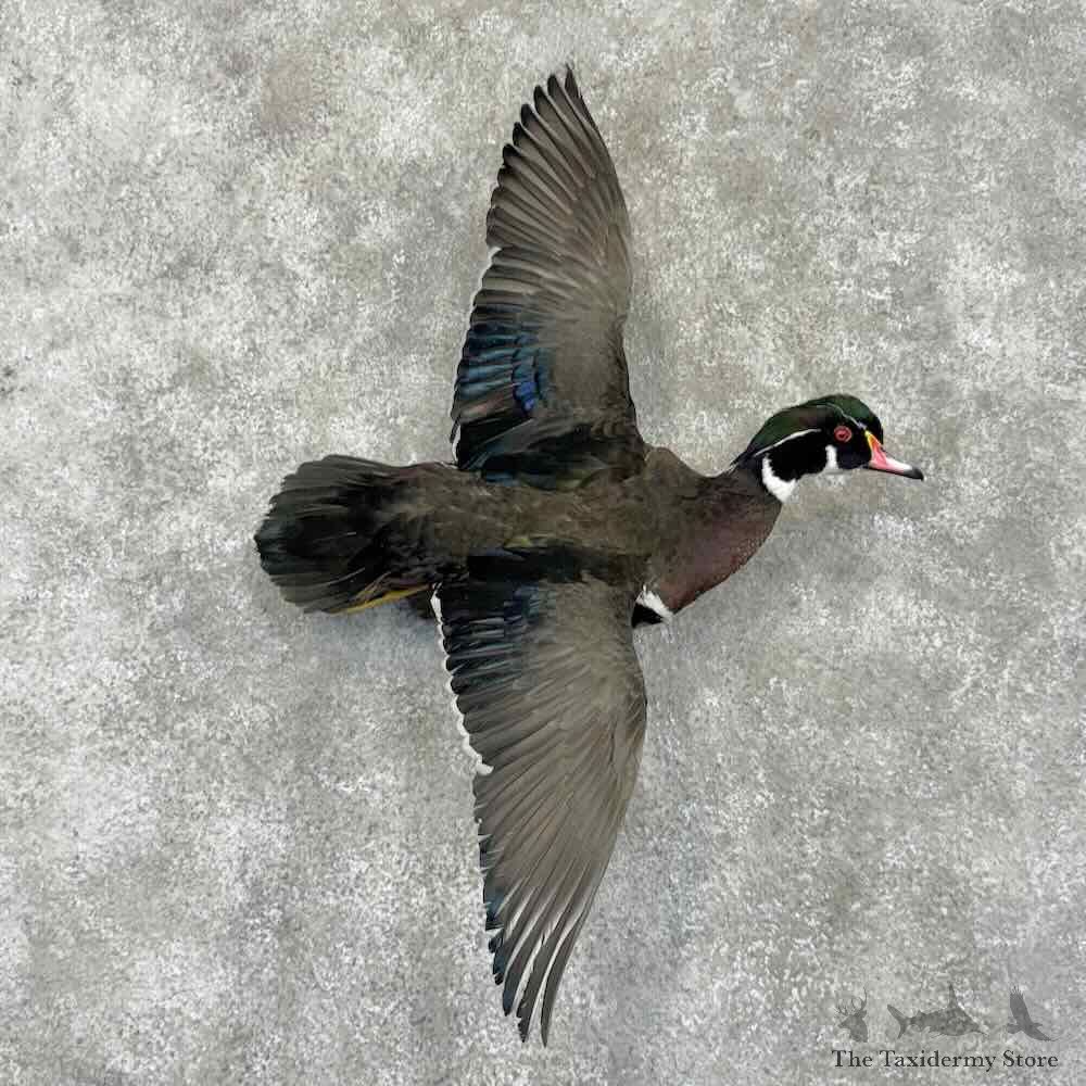 Wood Duck Bird Mount For Sale #31734 @ The Taxidermy Store