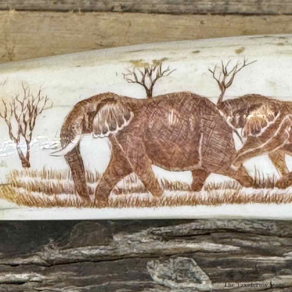 Hippopotamus Tooth Scrimshaw Safari Decor For Sale #31137 @ The Taxidermy Store