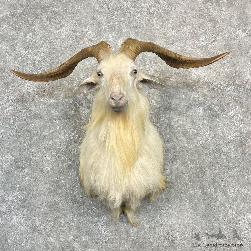 Catalina Goat Shoulder Mount For Sale #27144 @ The Taxidermy Store