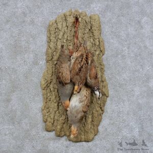 Bobwhite Quail Harvest Mount For Sale #14609 @ The Taxidermy Store