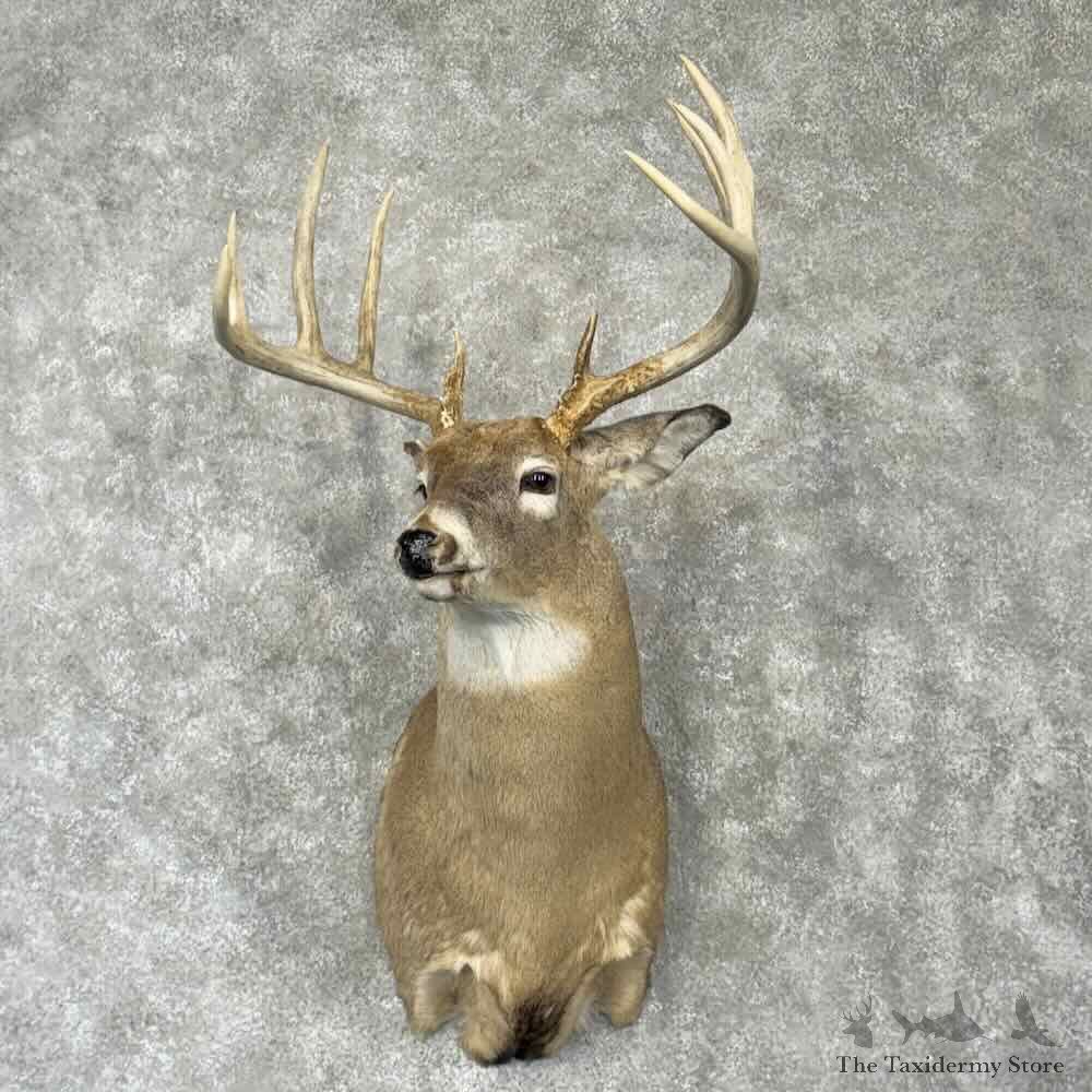 Whitetail Deer Shoulder Mount For Sale #30345 @ The Taxidermy Store