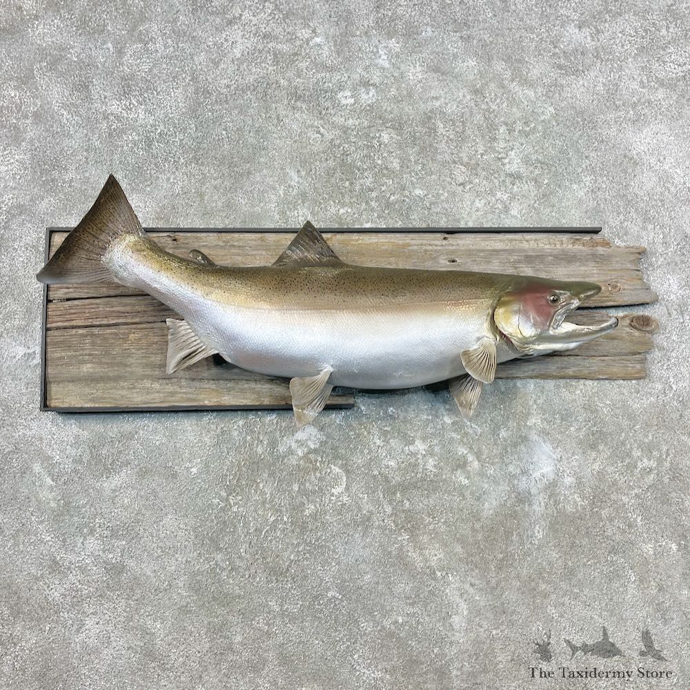 Steelhead Fish Mount For Sale #26844 @ The Taxidermy Store