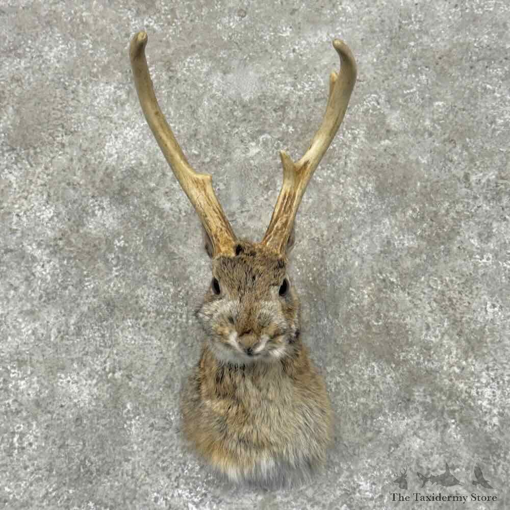 Jackalope Shoulder Mount For Sale #31960 @ The Taxidermy Store