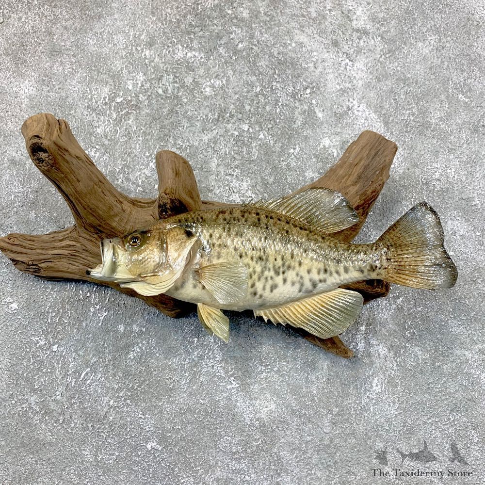 White Crappie Taxidermy Fish Mount #23837 For Sale @ The Taxidermy Store